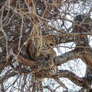 Beauty of wildlife by Camille Massida Photography